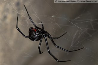 western-black-widow-female-CASMIN3443-2.jpg