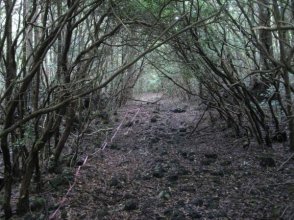 aokigahara1.jpg