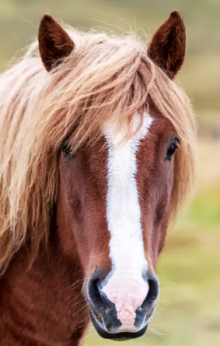 Horse.png