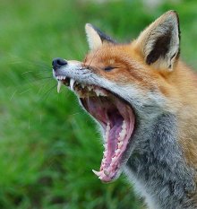 redfoxyawn.jpg