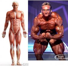 andreas munzer vs musceled skeleton.jpg