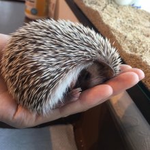 Saori-Hedgehog 26 April 2016-2.jpg
